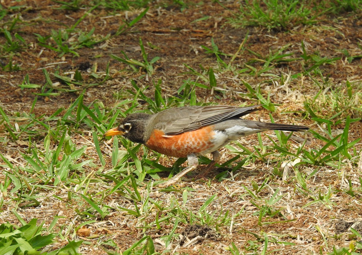 American Robin - ML94294791