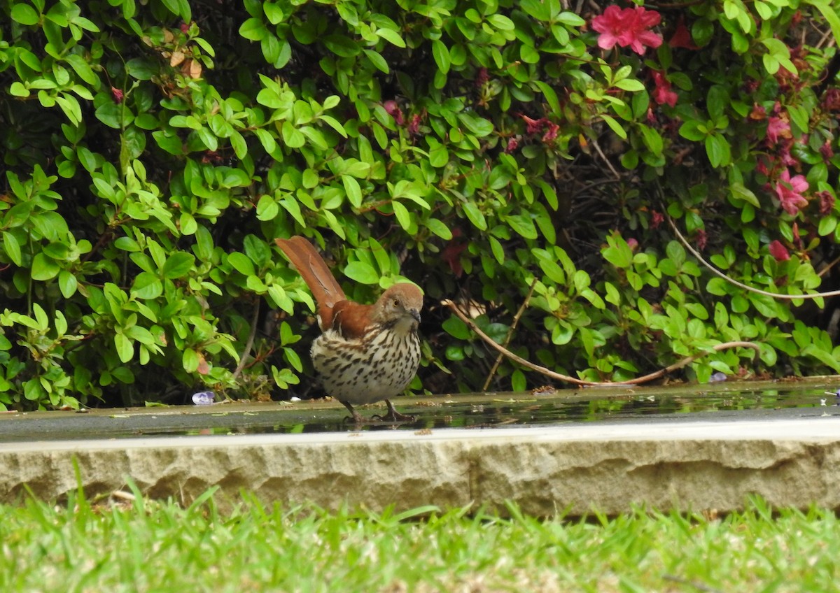 Brown Thrasher - ML94295451