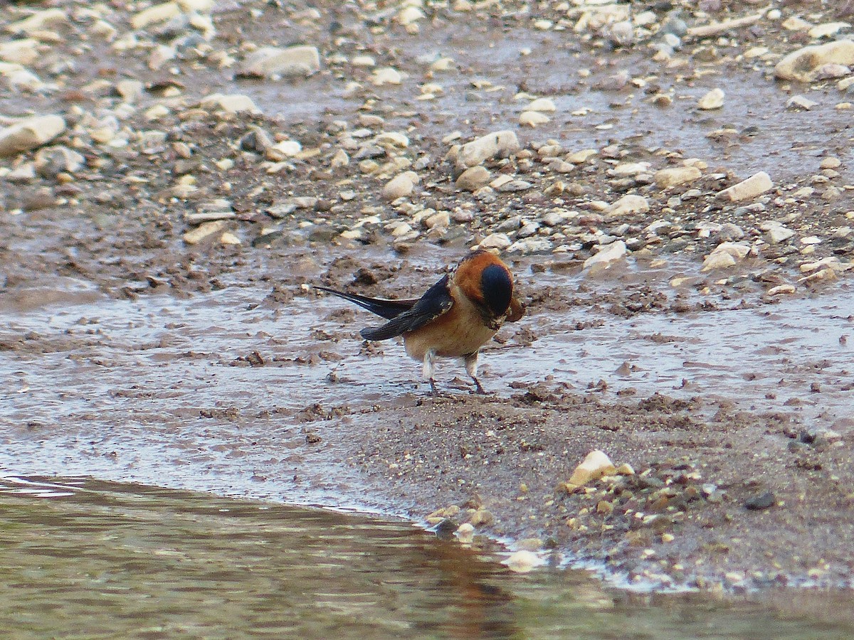 Red-rumped Swallow - ML94295771