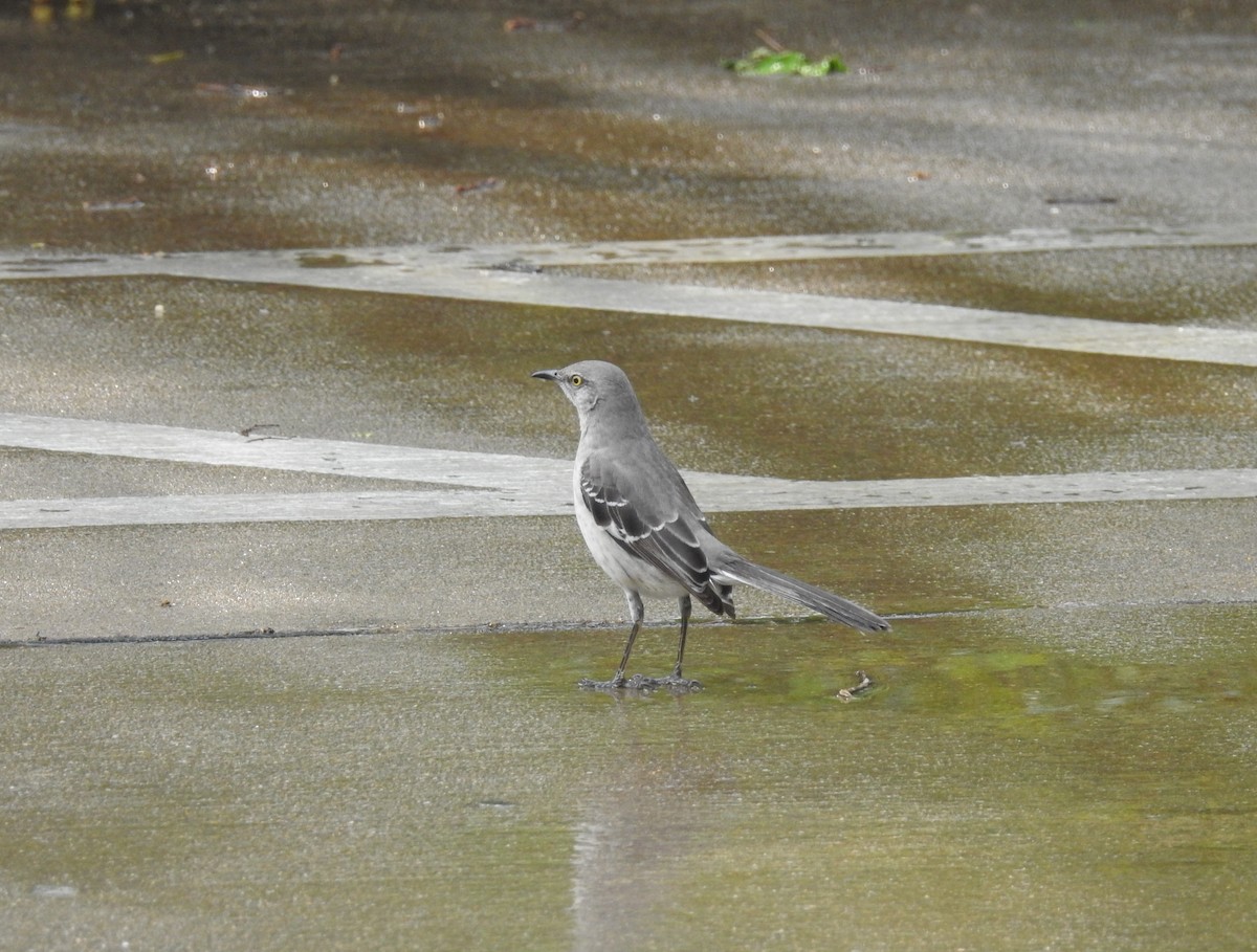 Northern Mockingbird - ML94295951