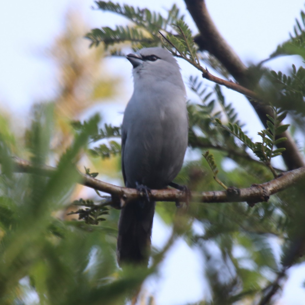 Black-tailed Waxbill - ML94296061