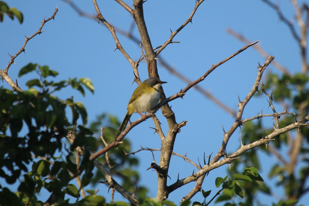 Rudd's Apalis - ML94296271