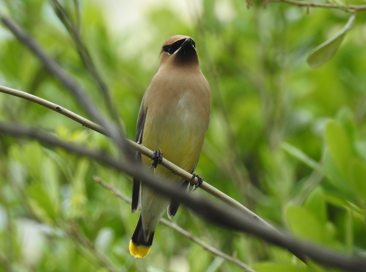 Cedar Waxwing - ML94296401