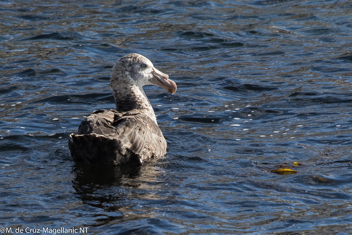 Northern Giant-Petrel - ML94296601