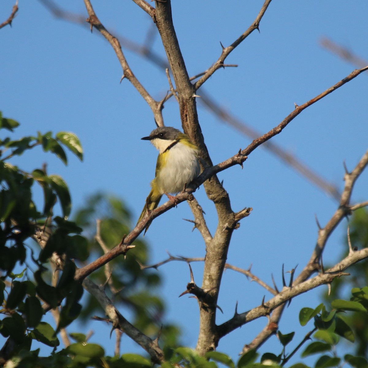 Rudd's Apalis - ML94296641