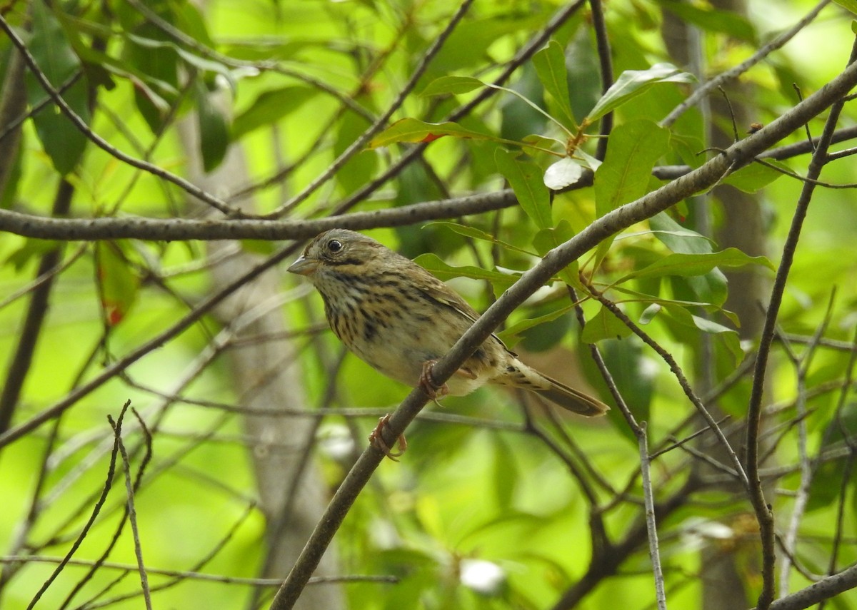 Lincoln's Sparrow - ML94297481