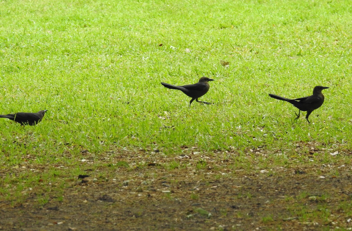Great-tailed Grackle - ML94297751