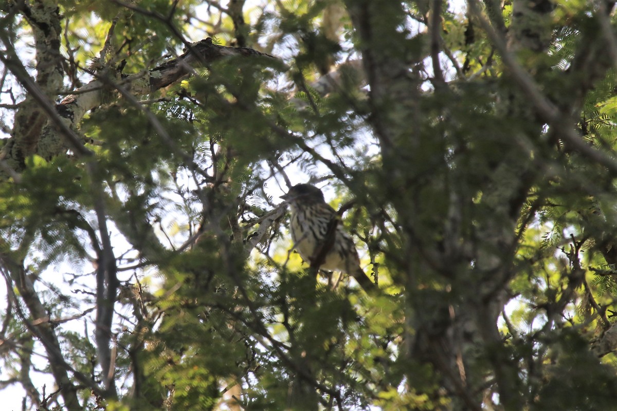 African Broadbill - ML94299811