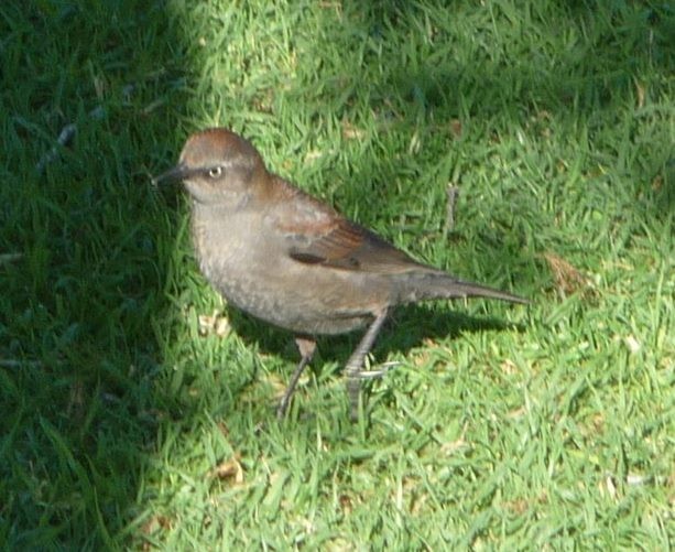 Rusty Blackbird - ML94301201