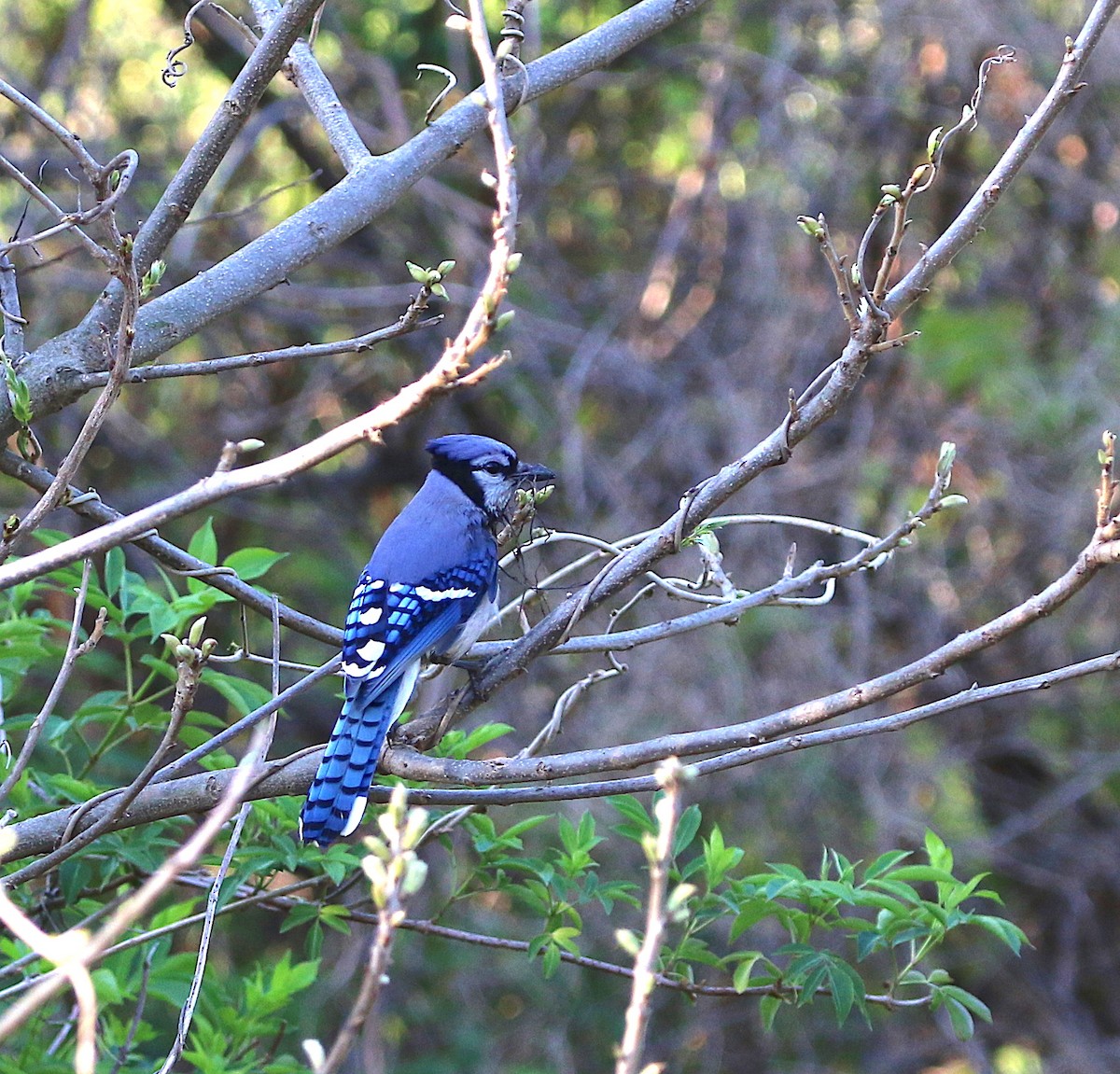 Blue Jay - ML94302971