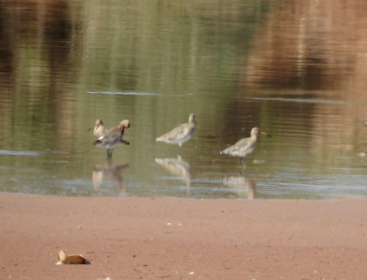 Black-tailed Godwit - bob butler