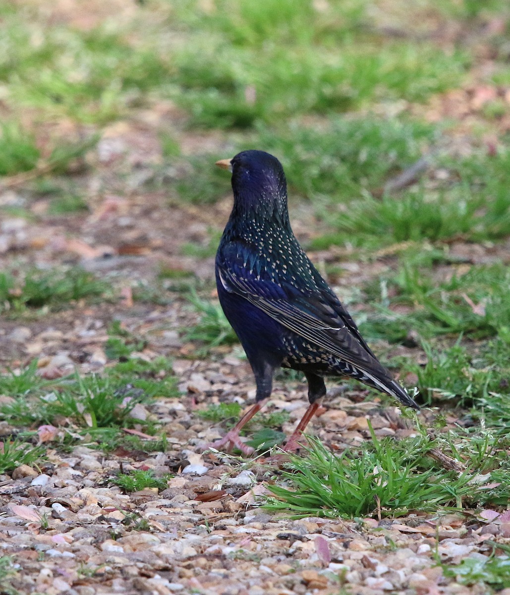 歐洲椋鳥 - ML94303321