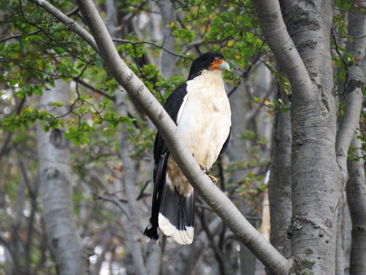 White-throated Caracara - Christopher Di Corrado