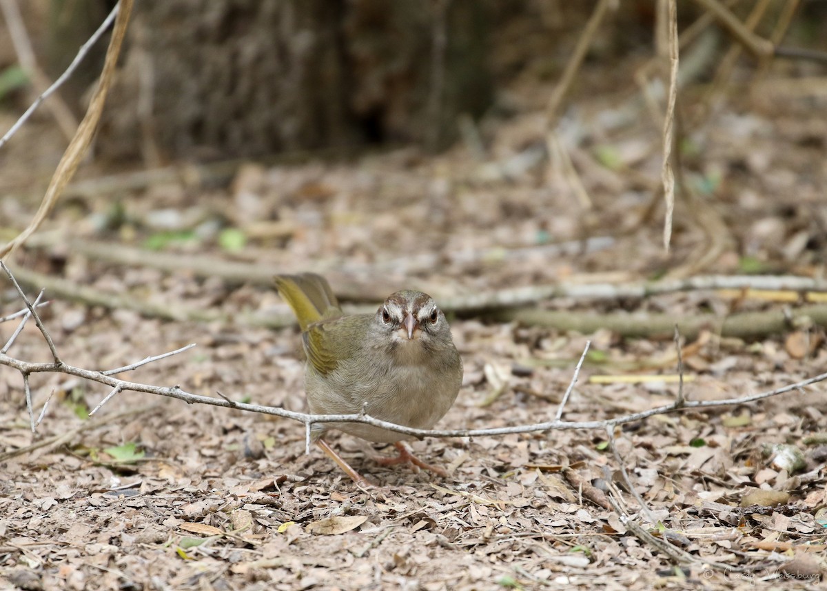 Olive Sparrow - Casey Weissburg