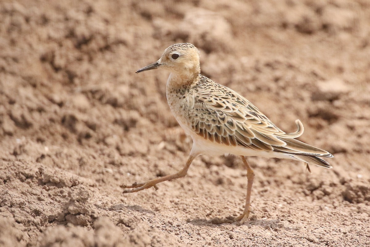 Buff-breasted Sandpiper - Tom Hince