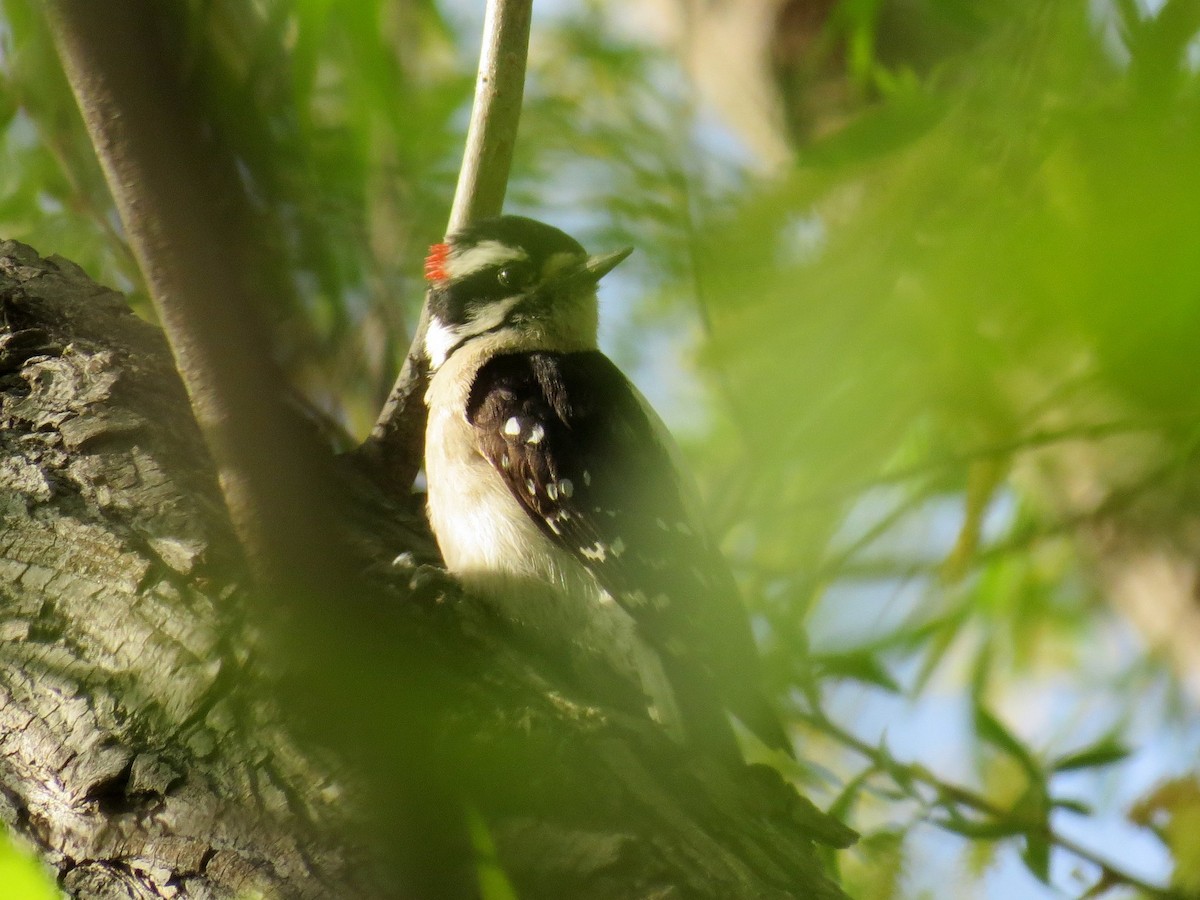 Downy Woodpecker - Naresh Satyan