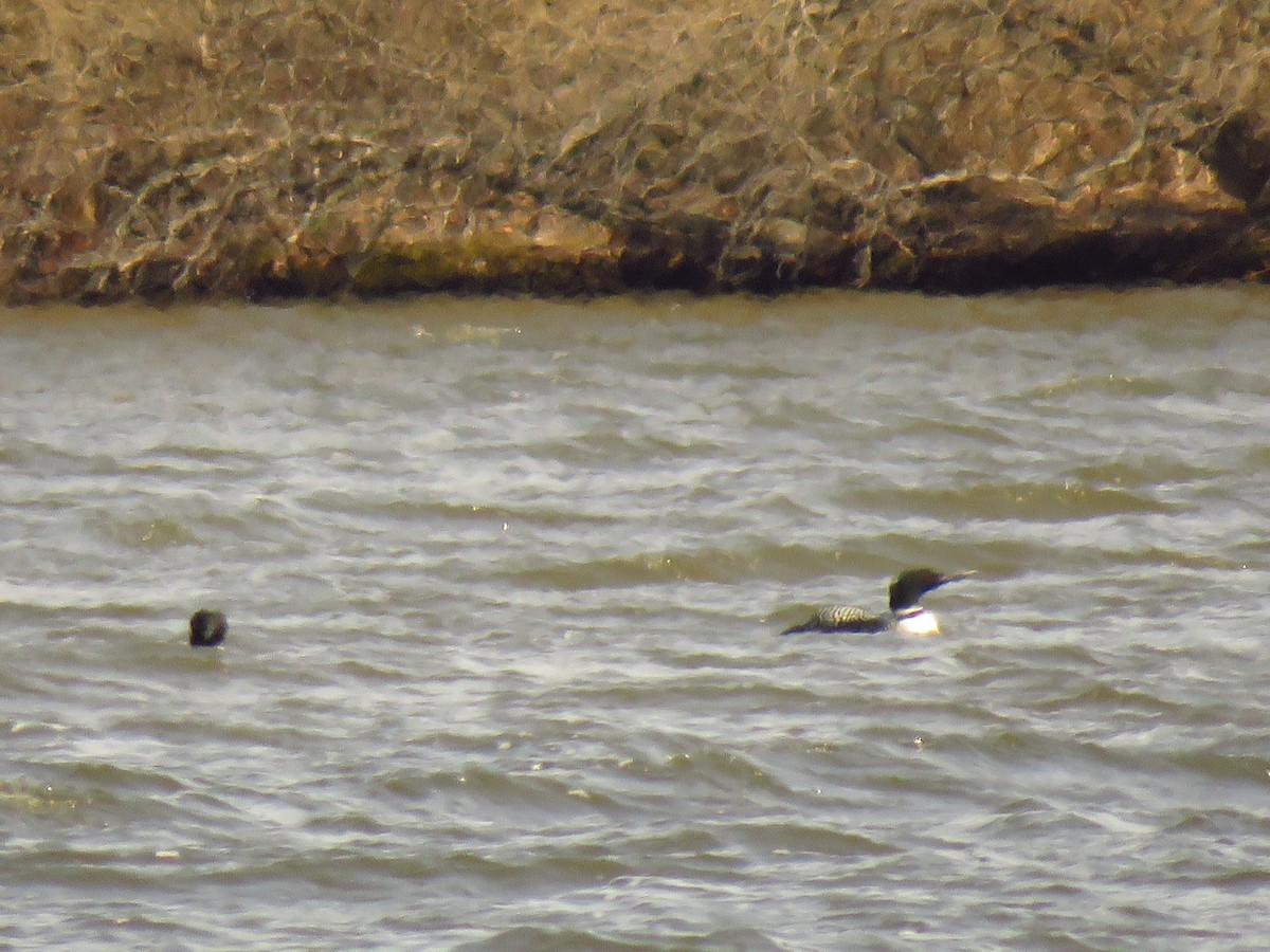 Common Loon - ML94310901