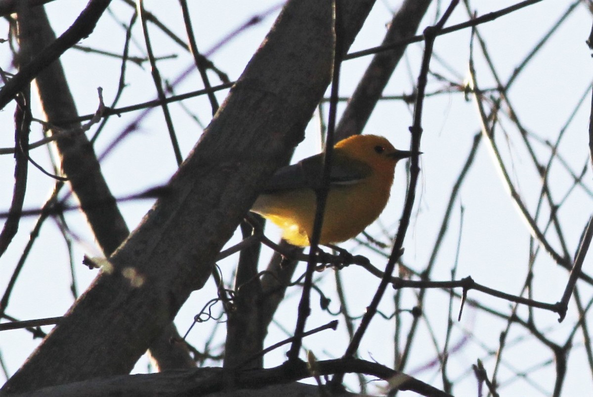 Prothonotary Warbler - ML94312081