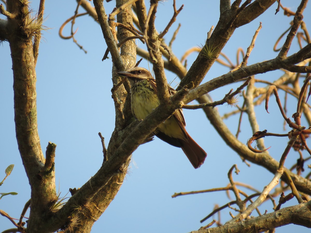 Sulphur-bellied Flycatcher - ML94312261