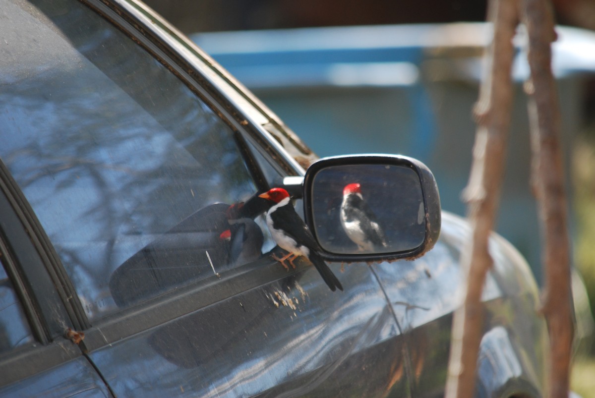 Yellow-billed Cardinal - ML94314651