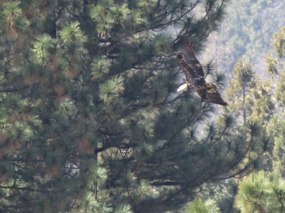 Bald Eagle - ML94316851