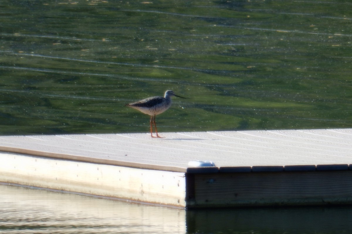 Greater Yellowlegs - ML94317001