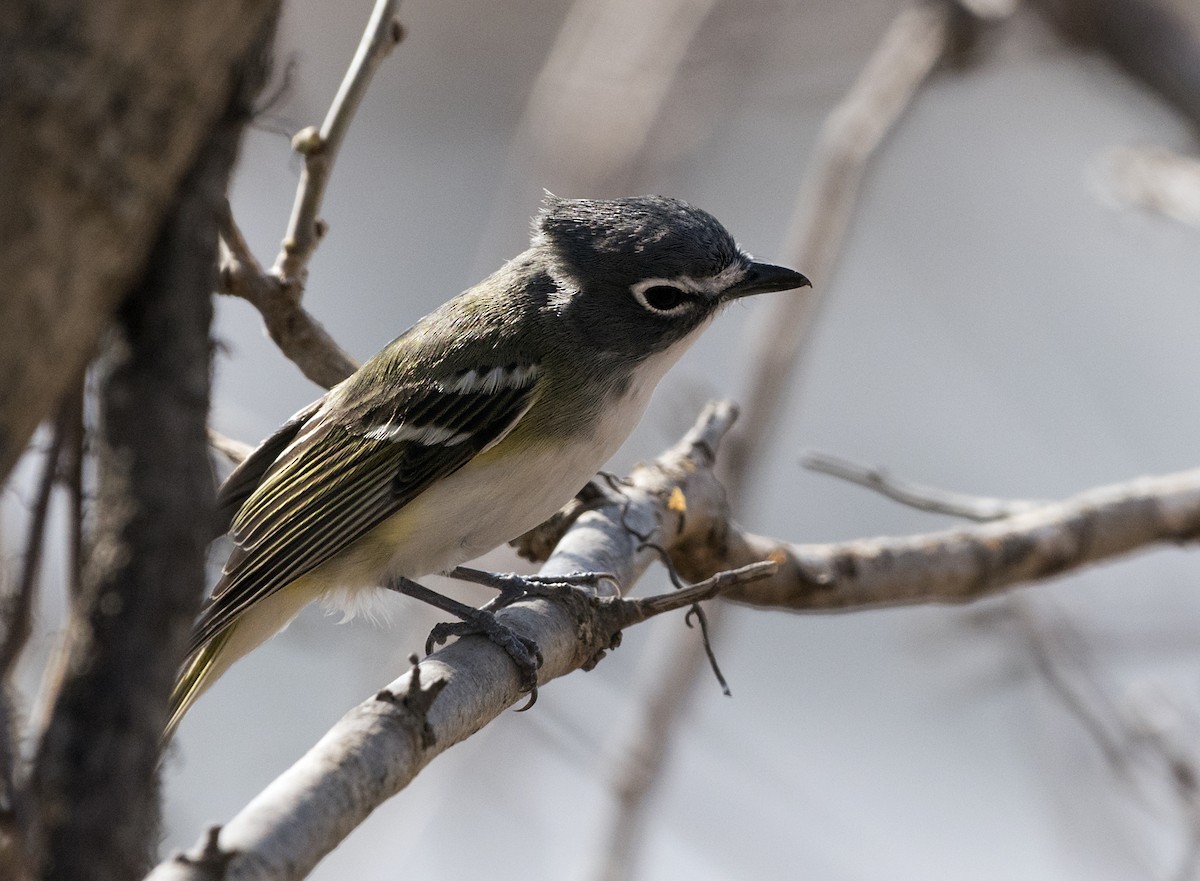 Blue-headed Vireo - ML94318201