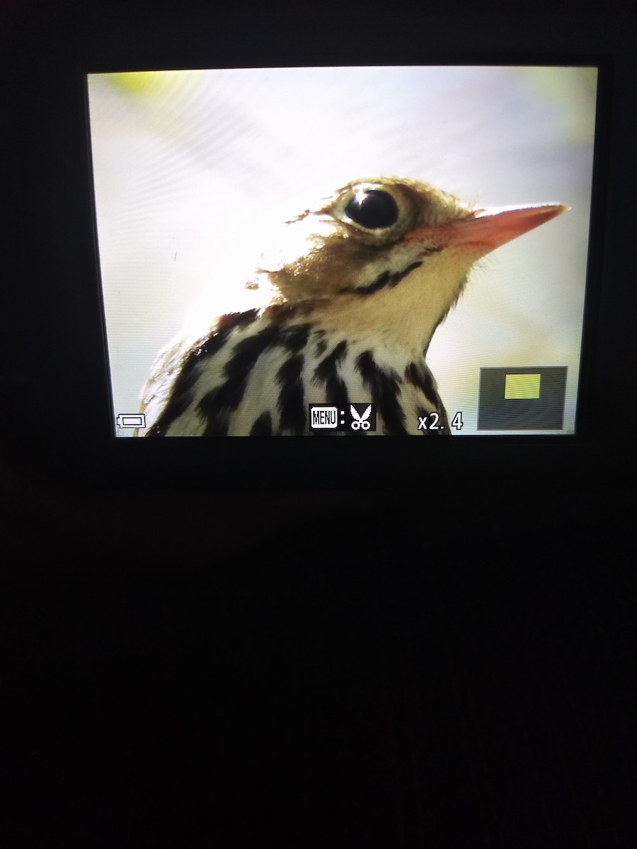 Ovenbird - ML94318911