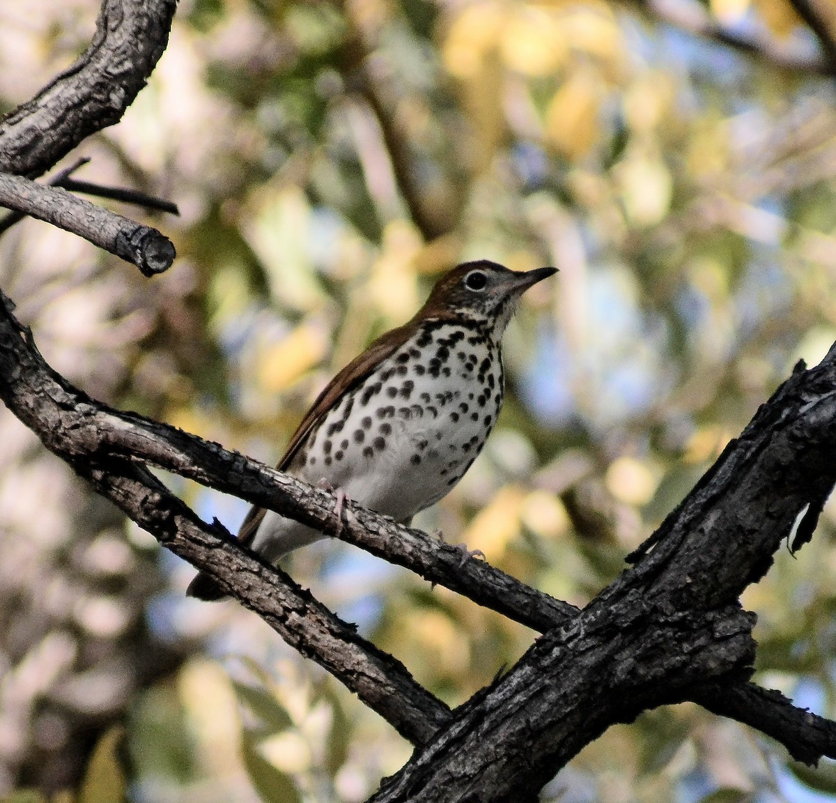 Wood Thrush - ML94319241