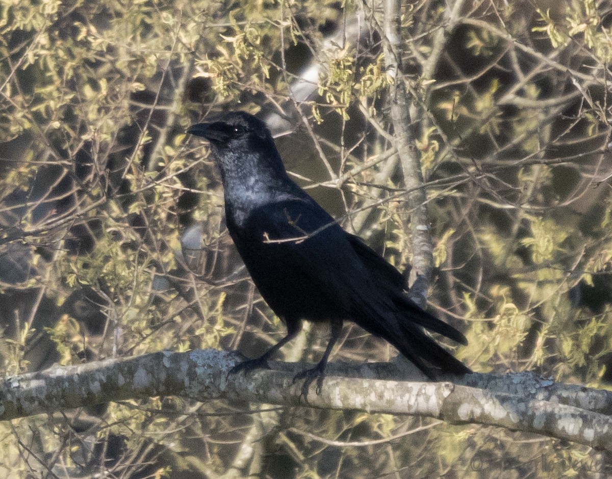 Fish Crow - ML94319581
