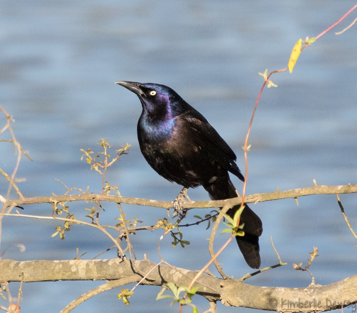 Common Grackle - ML94319731