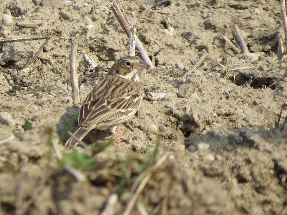 Vesper Sparrow - Jim Martin