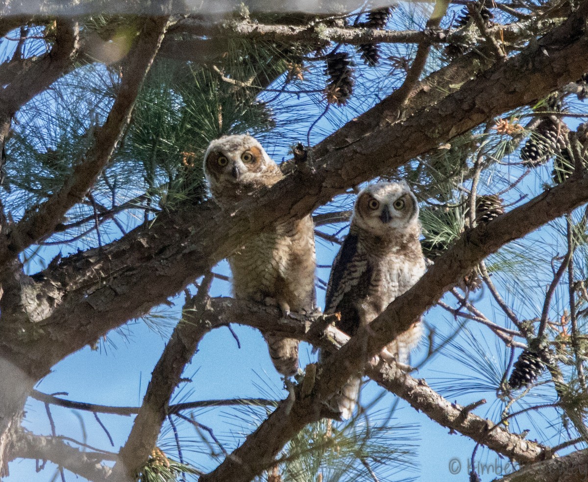 Great Horned Owl - ML94321031