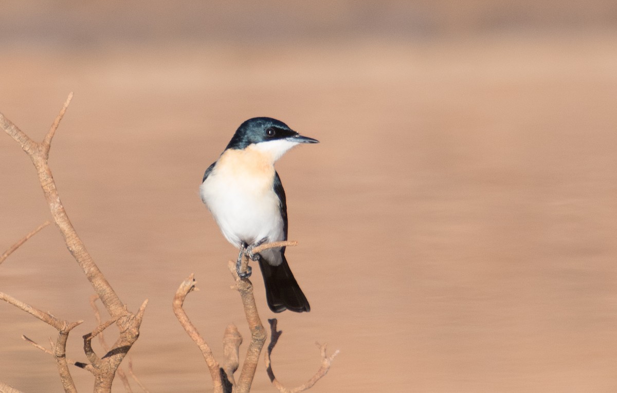 Restless Flycatcher - ML94322181