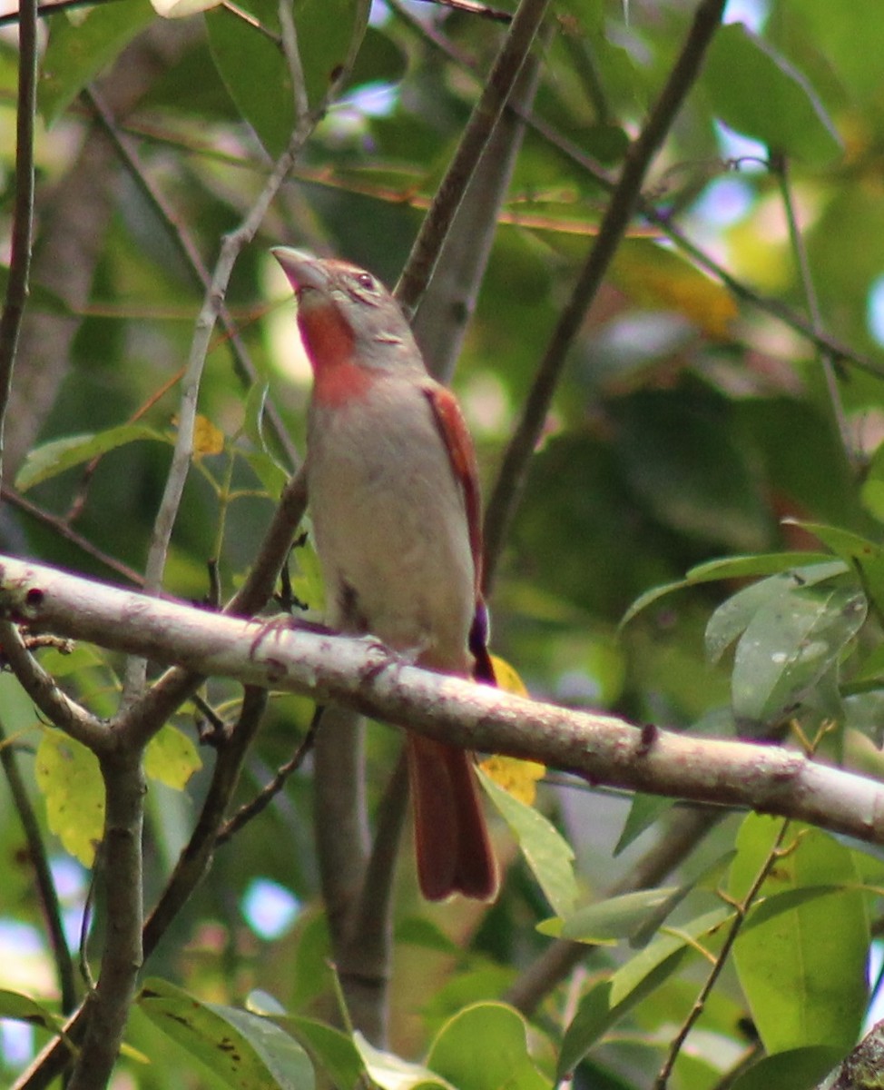 Rose-throated Tanager - ML94323701