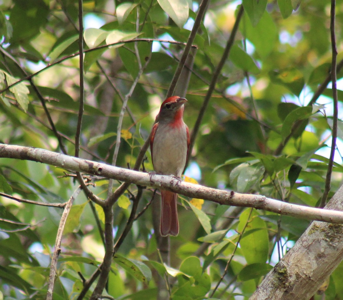 Rose-throated Tanager - ML94323721