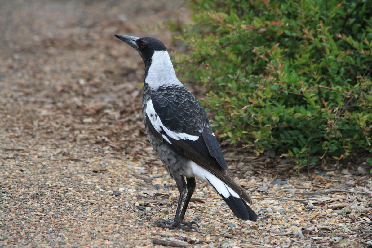 Australian Magpie - ML94323771