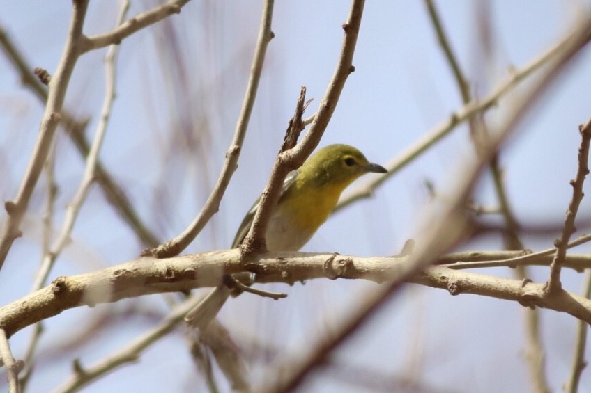 Yellow-throated Vireo - ML94324151