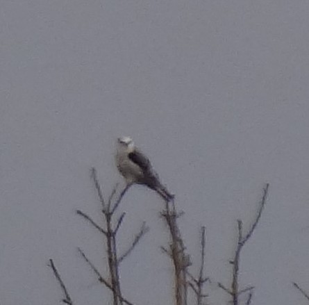 White-tailed Kite - ML94324661