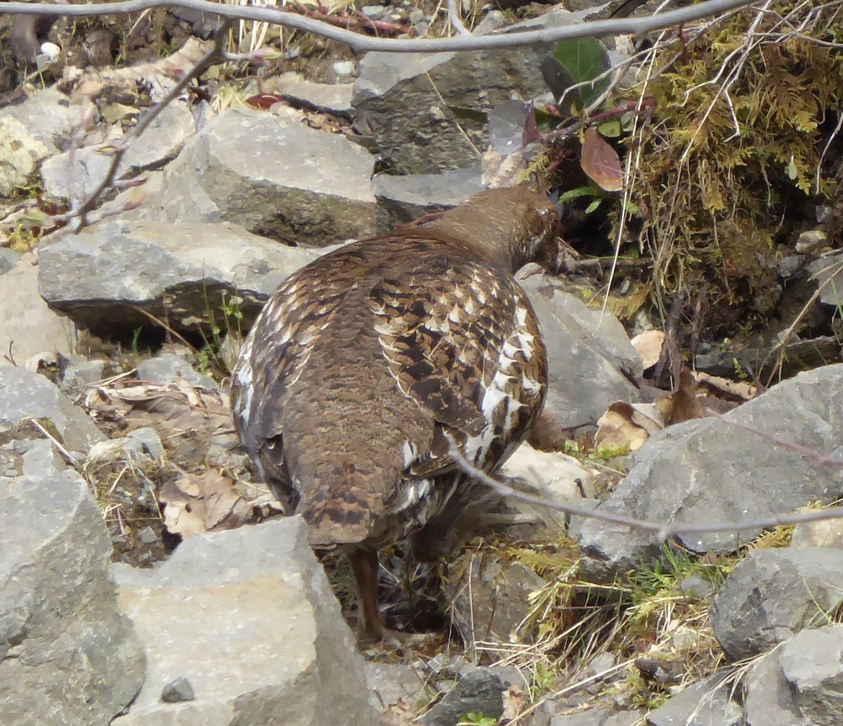 Gallo Fuliginoso - ML94326161