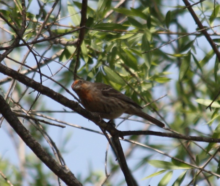 House Finch - Cindy P