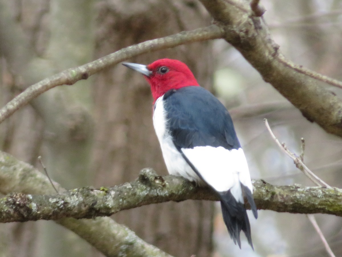 Red-headed Woodpecker - ML94326641