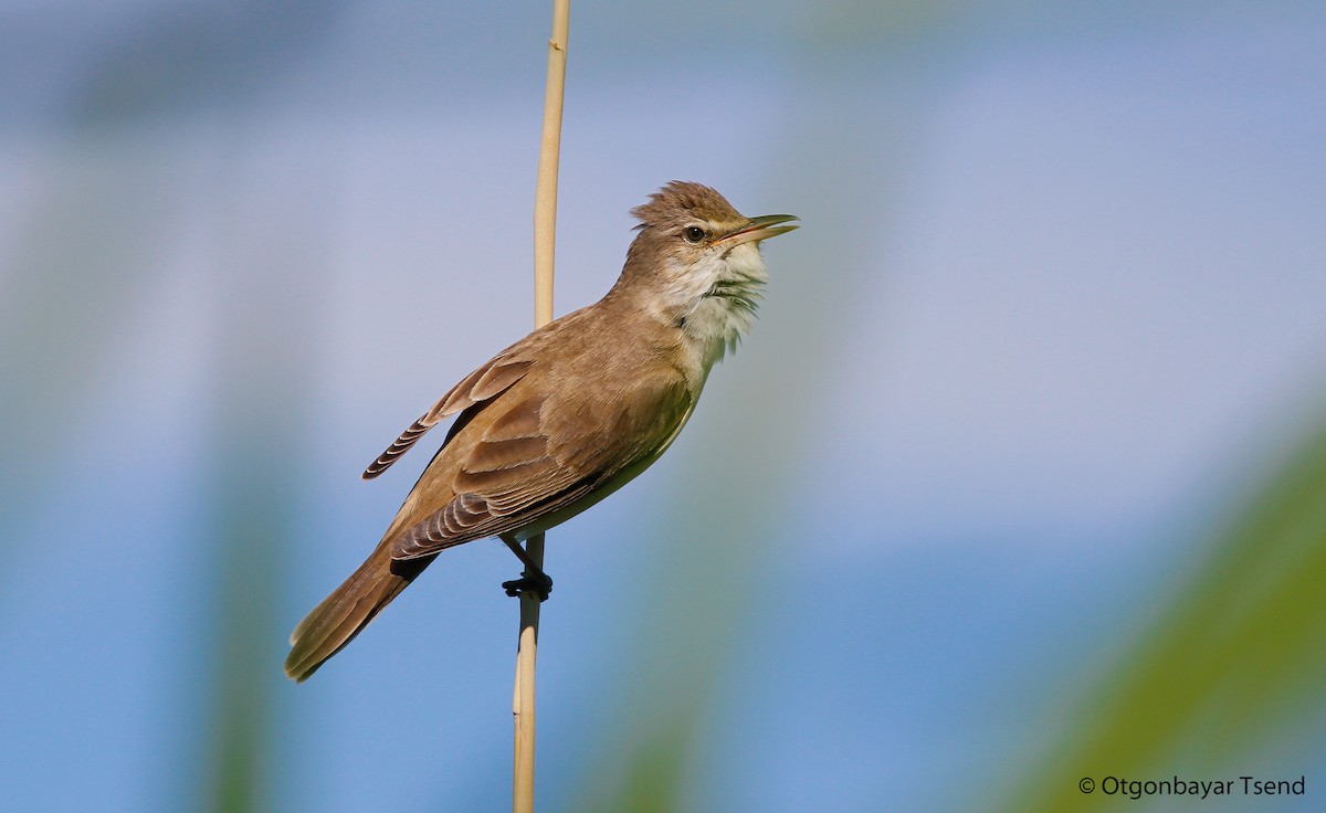 Great Reed Warbler - ML94326891