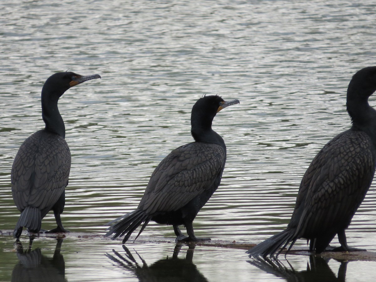 Double-crested Cormorant - ML94327931