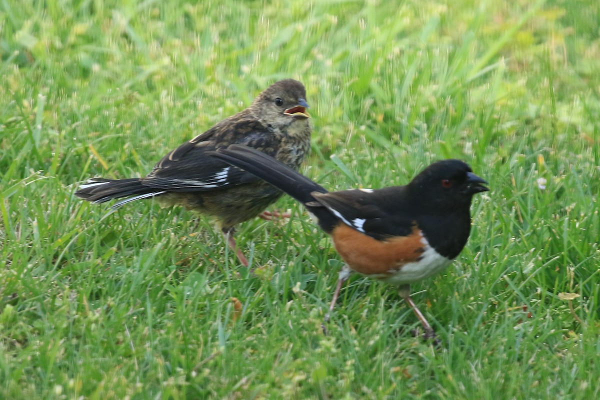 Eastern Towhee - ML94328841