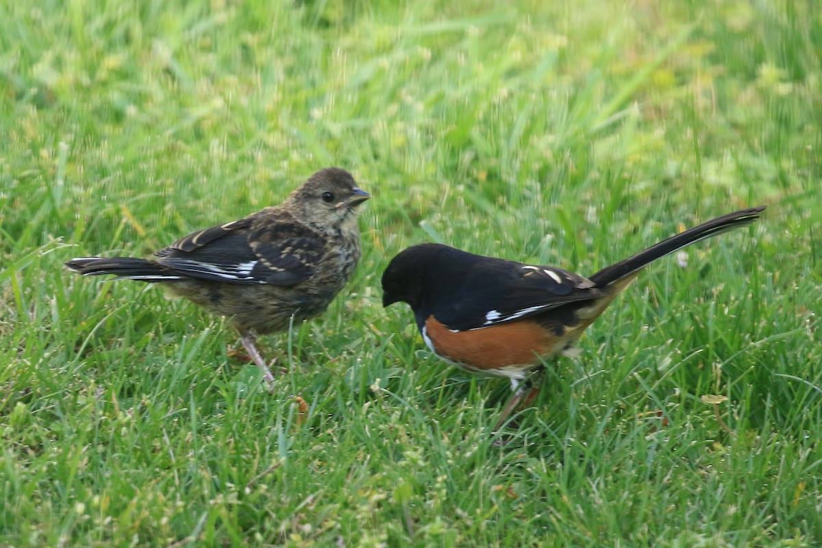 Eastern Towhee - ML94328851
