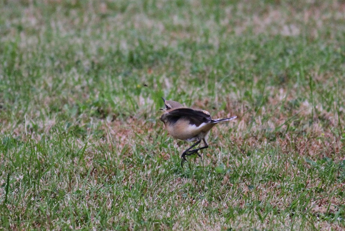 Northern Wheatear - Jim Tarolli