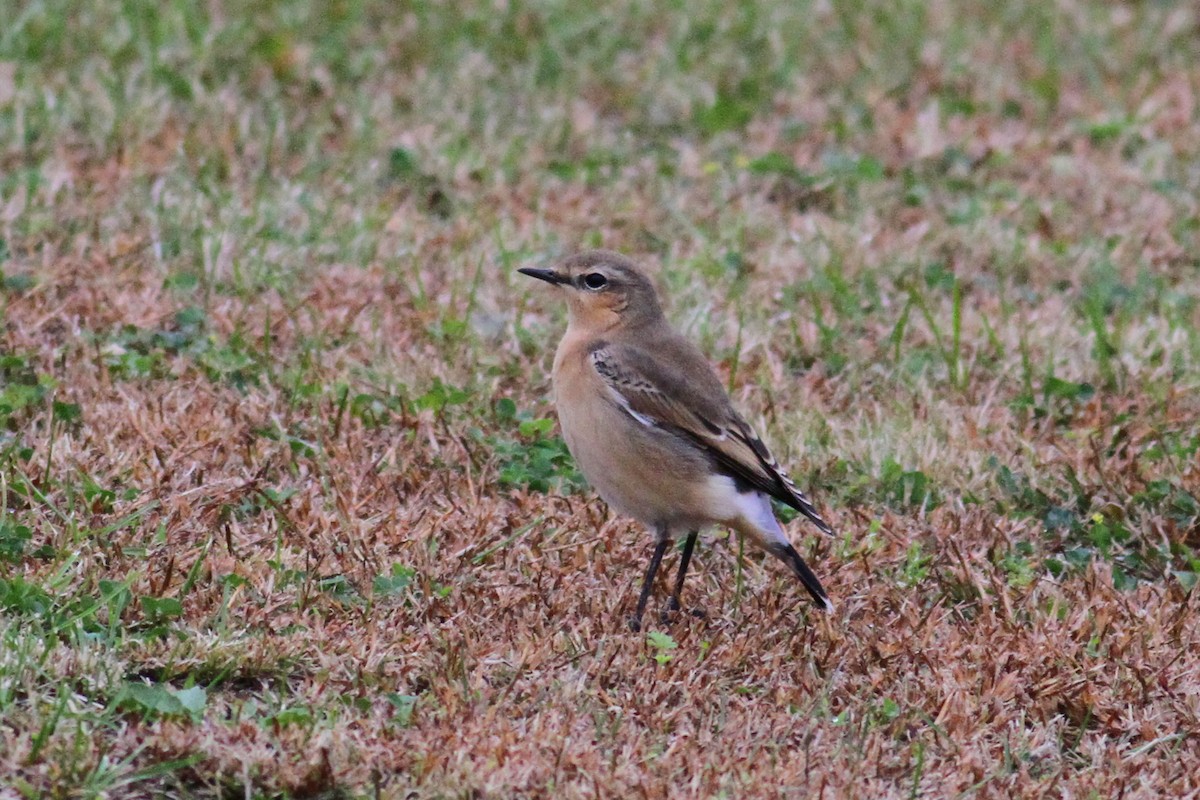 Northern Wheatear - Jim Tarolli