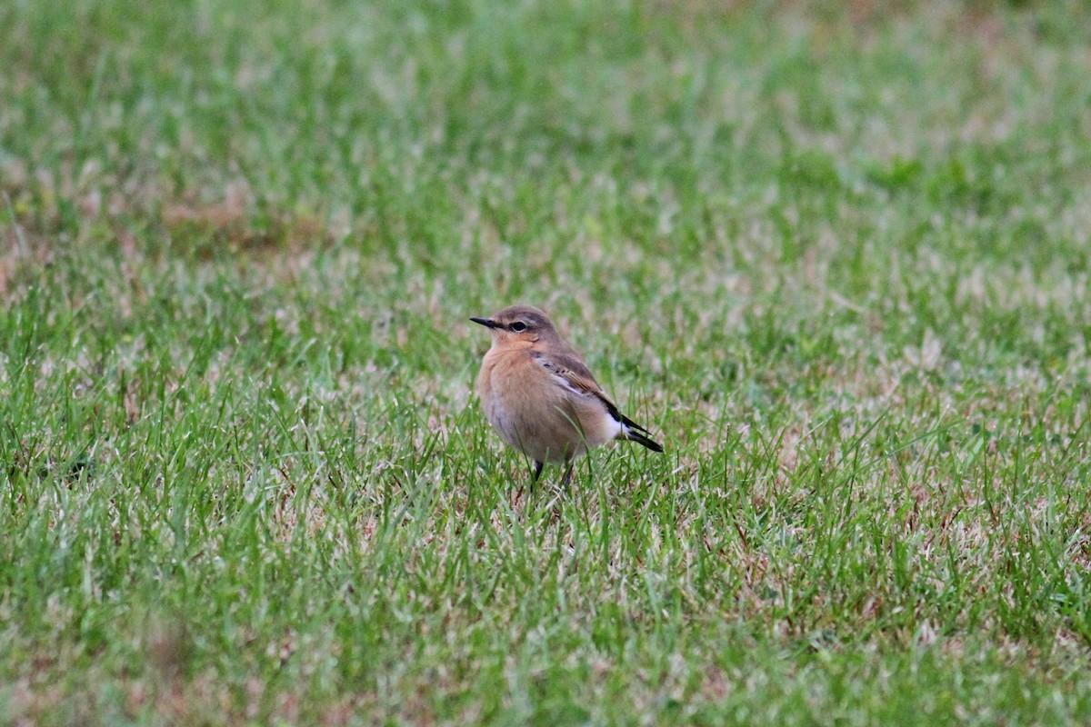 Northern Wheatear - Jim Tarolli