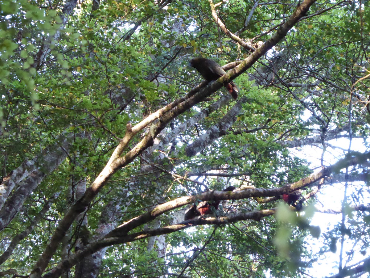 New Zealand Kaka - ML94331391